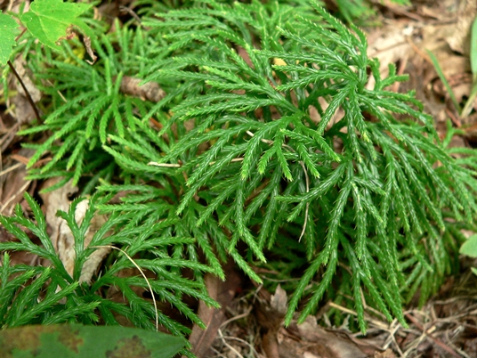 {Diphasiastrum digitatum}